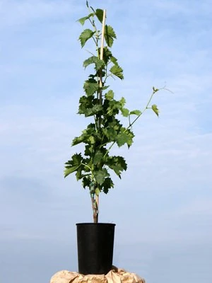 Tafel- Und Weintraube Roter Gutedel 2 Tafel- Und Weintraube Roter Gutedel – Bild 2