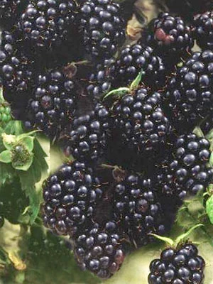 Brombeere 'Lubera® Kiowa' (S) 1 Brombeere 'Lubera® Kiowa' (S)