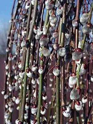 Salix Caprea Pendula, Hängende Kätzchenweide 2 Salix Caprea Pendula, Hängende Kätzchenweide – Bild 2