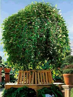 Salix Caprea Pendula, Hängende Kätzchenweide 5 Salix Caprea Pendula, Hängende Kätzchenweide -Gartenbedarfs Geschäft s caprea pendula j4 1280x1280