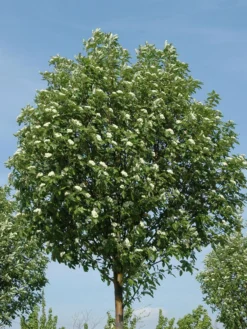 Sorbus Thuringiaca 'Fastigiata', Thüringische Säulen-Eberesche - Hochstamm