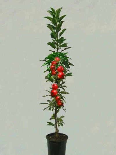 Säulenapfel 'Golden Gate' ® 1 Säulenapfel 'Golden Gate' ®