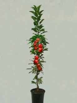 Säulenapfel 'Rondo' ®, Malus Domestica 'Rondo' -Gartenbedarfs Geschäft saeulenapfel rondo 1280x1280