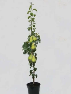 Säulenbirne 'Condo', Pyrus Communis 'Condo'