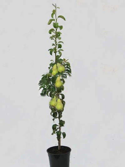 Säulenbirne 'Condo', Pyrus Communis 'Condo' 1 Säulenbirne 'Condo', Pyrus Communis 'Condo'