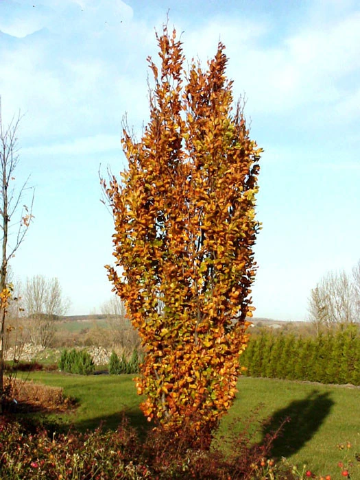 Fagus Sylvatica 'Dawyck', Säulenbuche 2 Fagus Sylvatica 'Dawyck', Säulenbuche – Bild 2