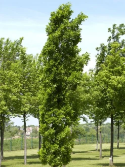 Quercus Robur 'Fastigiata Koster', Säuleneiche - Hochstamm 5 Quercus Robur 'Fastigiata Koster', Säuleneiche - Hochstamm -Gartenbedarfs Geschäft saeuleneiche koster55599c8768070 1280x1280