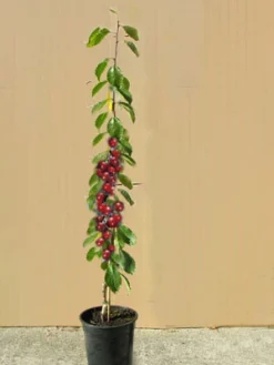 Säulenkirsche 'Sylvia', Süßkirsche