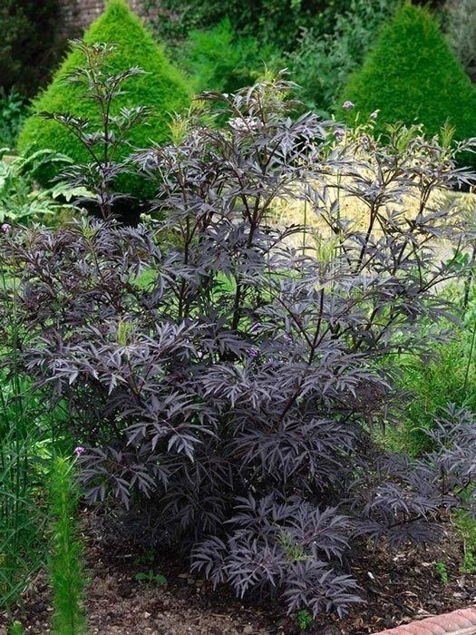 Holunder 'Black Lace' - Fliederbeere 2 Holunder 'Black Lace' - Fliederbeere – Bild 2