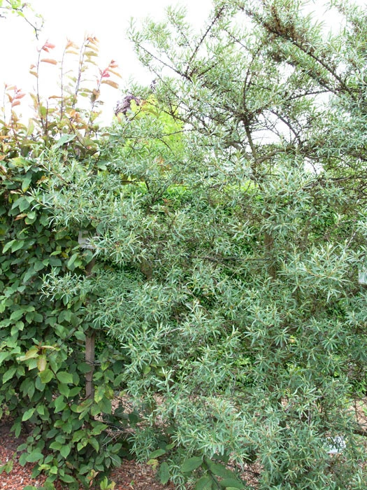 Hippophae Rhamnoides 'Pollmix' 1 Hippophae Rhamnoides 'Pollmix'