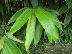 Sasa Palmata 'Nebulosa', Niedriger Großblattbambus 6 Sasa Palmata 'Nebulosa', Niedriger Großblattbambus -Gartenbedarfs Geschäft sasa nebulosa blatt55599ed9154b2 1280x1280