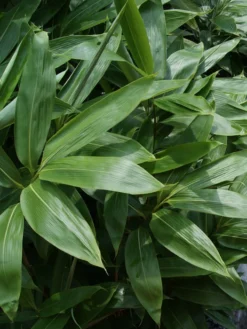 Sasa Palmata 'Nebulosa', Niedriger Großblattbambus