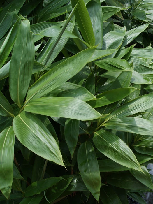 Sasa Palmata 'Nebulosa', Niedriger Großblattbambus 1 Sasa Palmata 'Nebulosa', Niedriger Großblattbambus