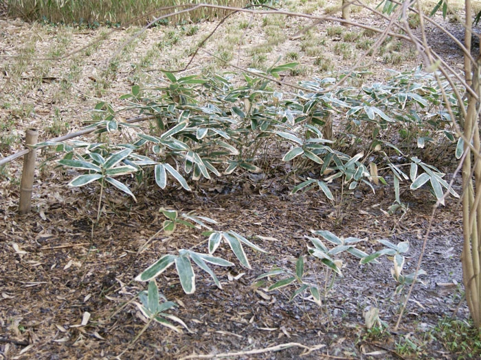Sasa Veitchii, Breitblättriger Zwergbambus 3 Sasa Veitchii, Breitblättriger Zwergbambus – Bild 3