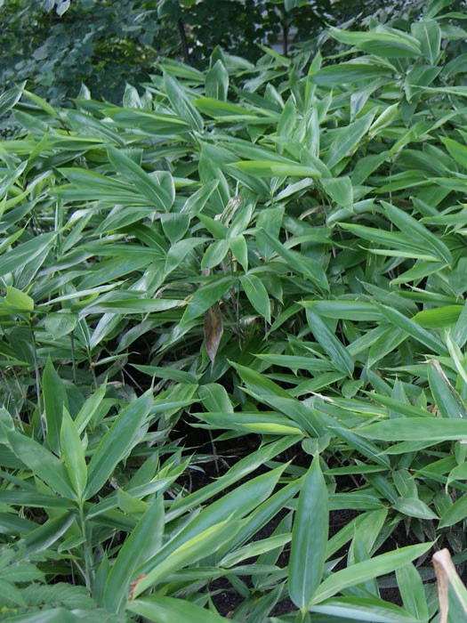 Sasa Veitchii, Breitblättriger Zwergbambus 1 Sasa Veitchii, Breitblättriger Zwergbambus