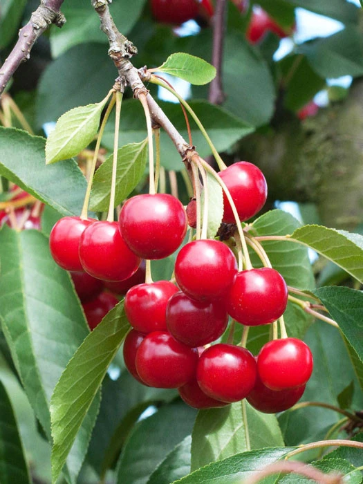 Sauerkirsche Morina 1 Sauerkirsche Morina