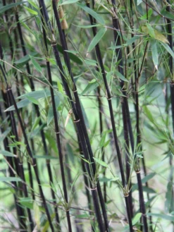 Fargesia Jiuzhaigou 'Deep Purple', Jade Bambus, Rothalmiger Schirm-Bambus 9 Fargesia Jiuzhaigou 'Deep Purple', Jade Bambus, Rothalmiger Schirm-Bambus -Gartenbedarfs Geschäft schattenhalme fargesia deep 1280x1280