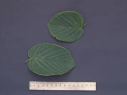 Corylopsis Spicata, Ährige Scheinhasel 7 Corylopsis Spicata, Ährige Scheinhasel -Gartenbedarfs Geschäft scheinhasel blatt 1280x1280