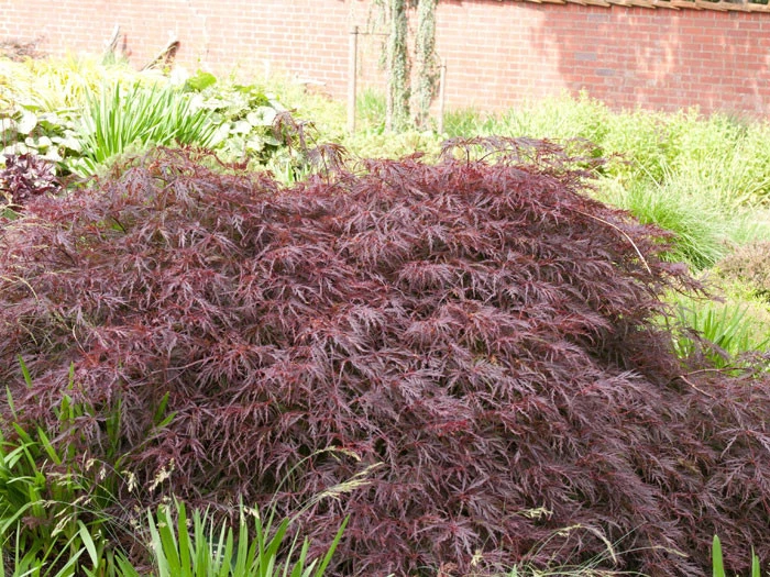 Acer Palmatum 'Dissectum Garnet', Rotblättriger Schlitzahorn 2 Acer Palmatum 'Dissectum Garnet', Rotblättriger Schlitzahorn – Bild 2