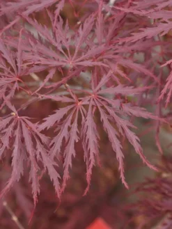 Acer Palmatum 'Dissectum Garnet', Rotblättriger Schlitzahorn