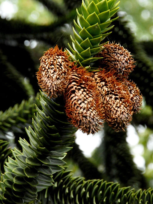 Araucaria Araucana, Chilenische Schmucktanne 2 Araucaria Araucana, Chilenische Schmucktanne – Bild 2