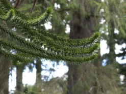Araucaria Araucana, Chilenische Schmucktanne 5 Araucaria Araucana, Chilenische Schmucktanne -Gartenbedarfs Geschäft schmucktanne zweige 1280x1280