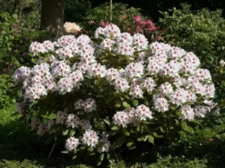 Rhododendron 'Schneeauge'