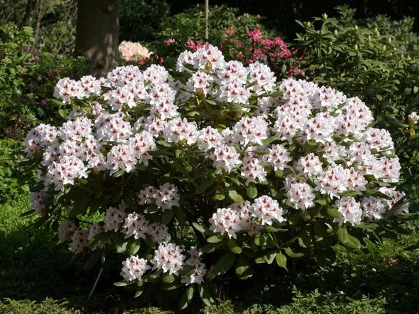Rhododendron 'Schneeauge' 1 Rhododendron 'Schneeauge'