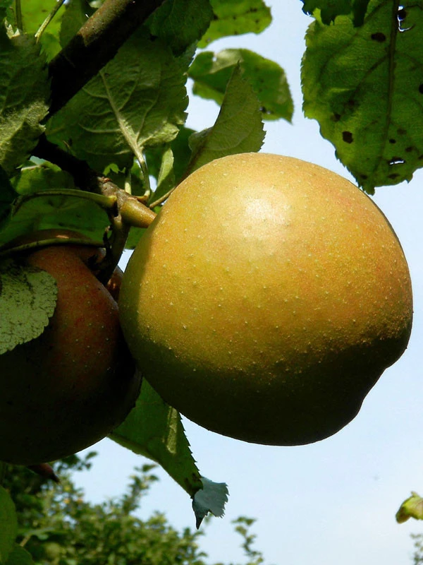 Boskoop, Apfel U-Spalier 1 Boskoop, Apfel U-Spalier