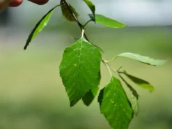 Betula Nigra, Schwarz-Birke - Hochstamm -Gartenbedarfs Geschäft schwar birke blatt 1280x1280