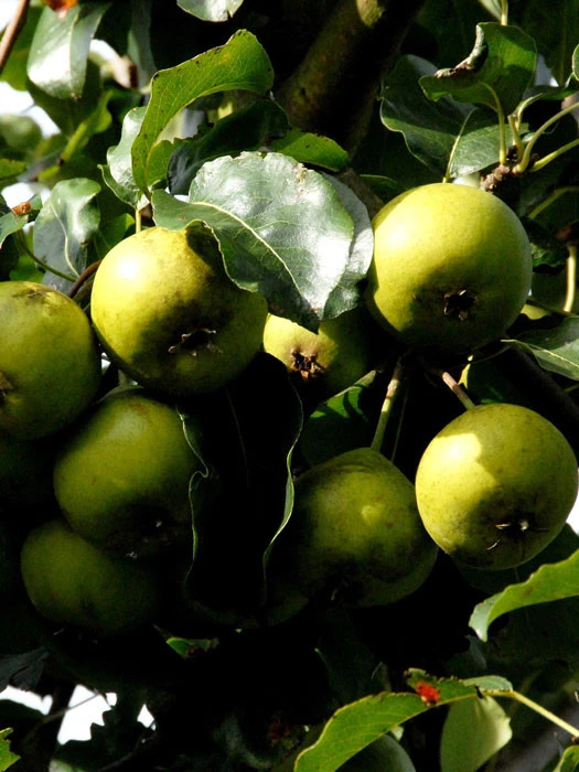 Birne Schweizer Wasserbirne, Mostbirne 1 Birne Schweizer Wasserbirne, Mostbirne