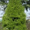 Sciadopitys Verticillata, Japanische Schirmtanne