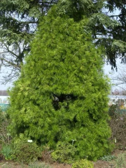 Sciadopitys Verticillata, Japanische Schirmtanne