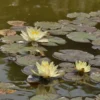 Nymphaea Hybride Marliacea Chromatella, Seerose, Teichrose