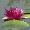 Nymphaea Pygmaea Perry's Baby Red, Zwergseerose