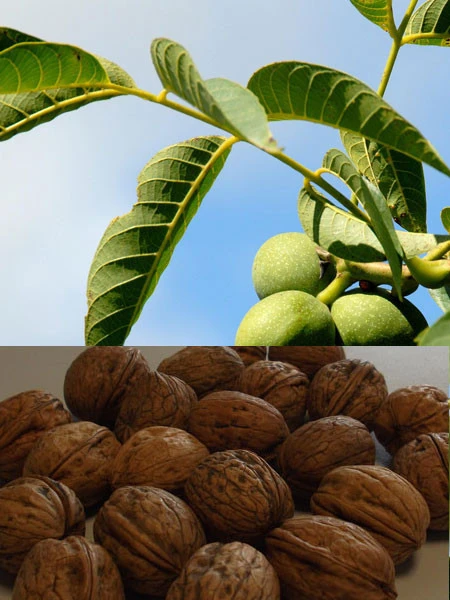 Walnuss 'Seifersdorfer Runde' - Veredelung 1 Walnuss 'Seifersdorfer Runde' - Veredelung