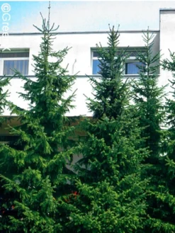 Picea Omorika, Serbische Fichte 8 Picea Omorika, Serbische Fichte -Gartenbedarfs Geschäft serbische fichte 41310 2 1280x1280