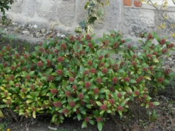 Skimmia Japonica, Frucht-Skimmie 5 Skimmia Japonica, Frucht-Skimmie -Gartenbedarfs Geschäft skimmia japonica 1280x1280