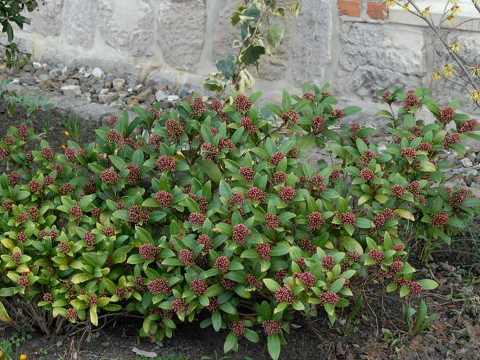 Skimmia Japonica, Frucht-Skimmie 3 Skimmia Japonica, Frucht-Skimmie – Bild 3