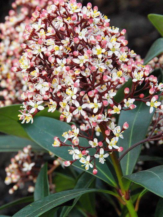 Skimmia Japonica 'Rubella', Japanische Blütenskimmie 1 Skimmia Japonica 'Rubella', Japanische Blütenskimmie