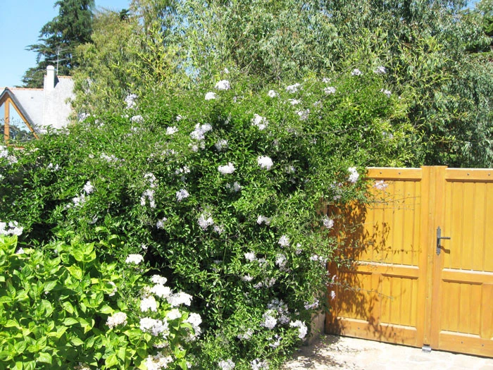 Solanum Jasminoides, Sommerjasmin 5 Solanum Jasminoides, Sommerjasmin – Bild 5