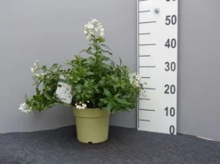 Solanum Jasminoides, Sommerjasmin 8 Solanum Jasminoides, Sommerjasmin -Gartenbedarfs Geschäft sommer jasmin 1 1280x1280