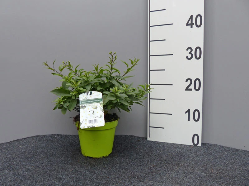Solanum Jasminoides, Sommerjasmin 1 Solanum Jasminoides, Sommerjasmin