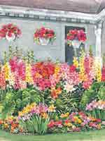 Schnitt-Stauden I (10 Stück) Für Die Sonne