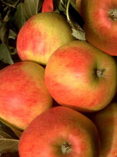 Säulenapfel 'Starcats' ® 1 Säulenapfel 'Starcats' ®