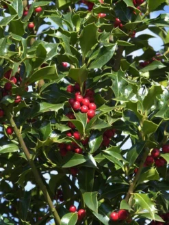 Ilex Aquifolium 'Alaska', Stechpalme
