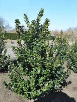 Ilex Meserveae Blue Prince, Stechpalme