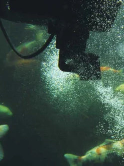 SwimSkim 50 Von OASE (Art.Nr.50170) -Gartenbedarfs Geschäft swimskim2 1280x1280