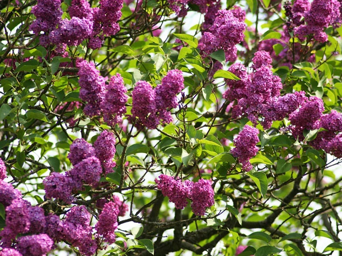 Syringa Vulgaris 'Charles Joly', Edel-Flieder 3 Syringa Vulgaris 'Charles Joly', Edel-Flieder – Bild 3