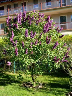 Syringa Vulgaris 'Andenken An Ludwig Späth' 5 Syringa Vulgaris 'Andenken An Ludwig Späth' -Gartenbedarfs Geschäft syringa ludwig spaeth55599f4a6ec44 1280x1280